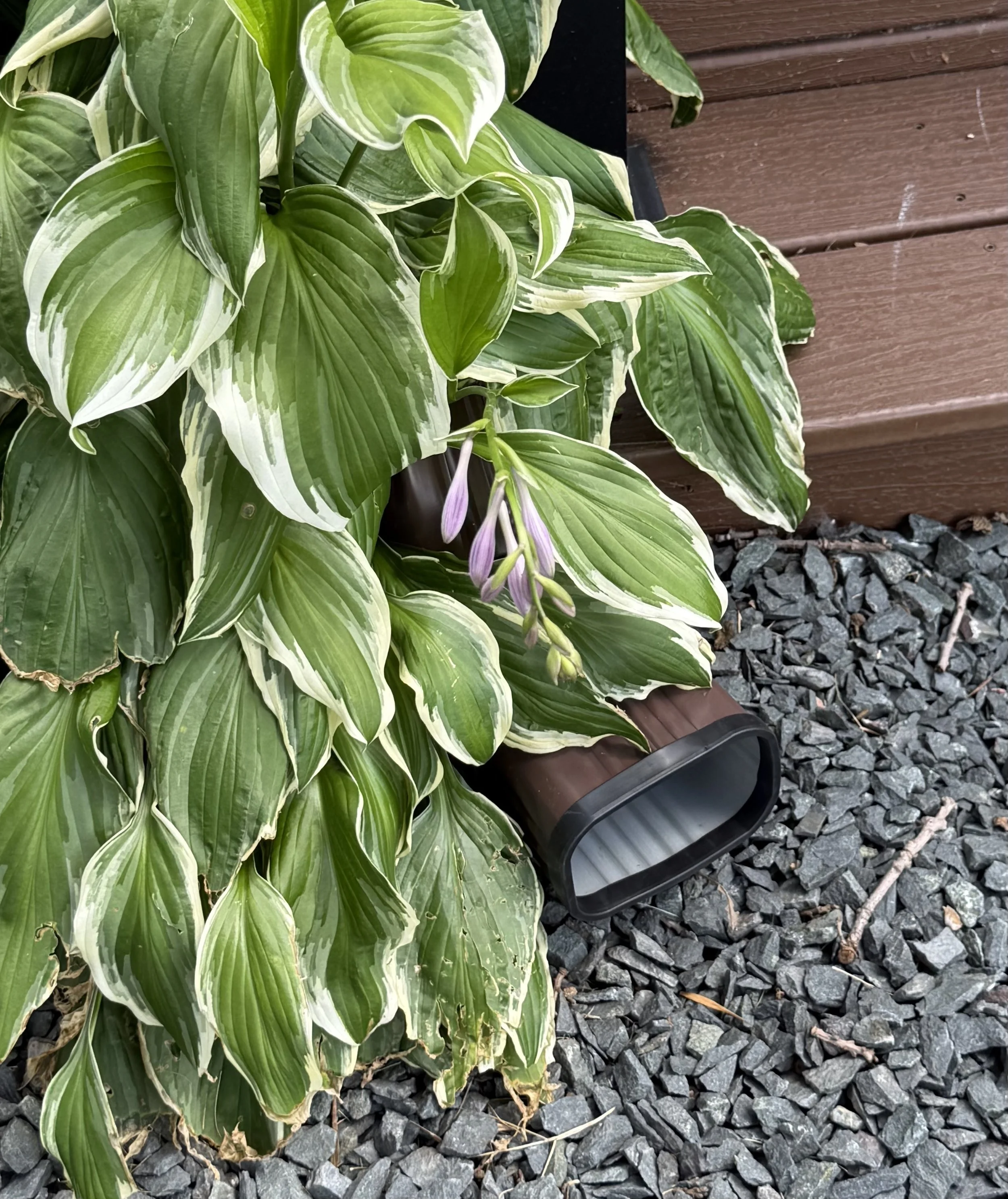after: a downspout peeking out from behind a hosta is covered with a SpoutTrim cap