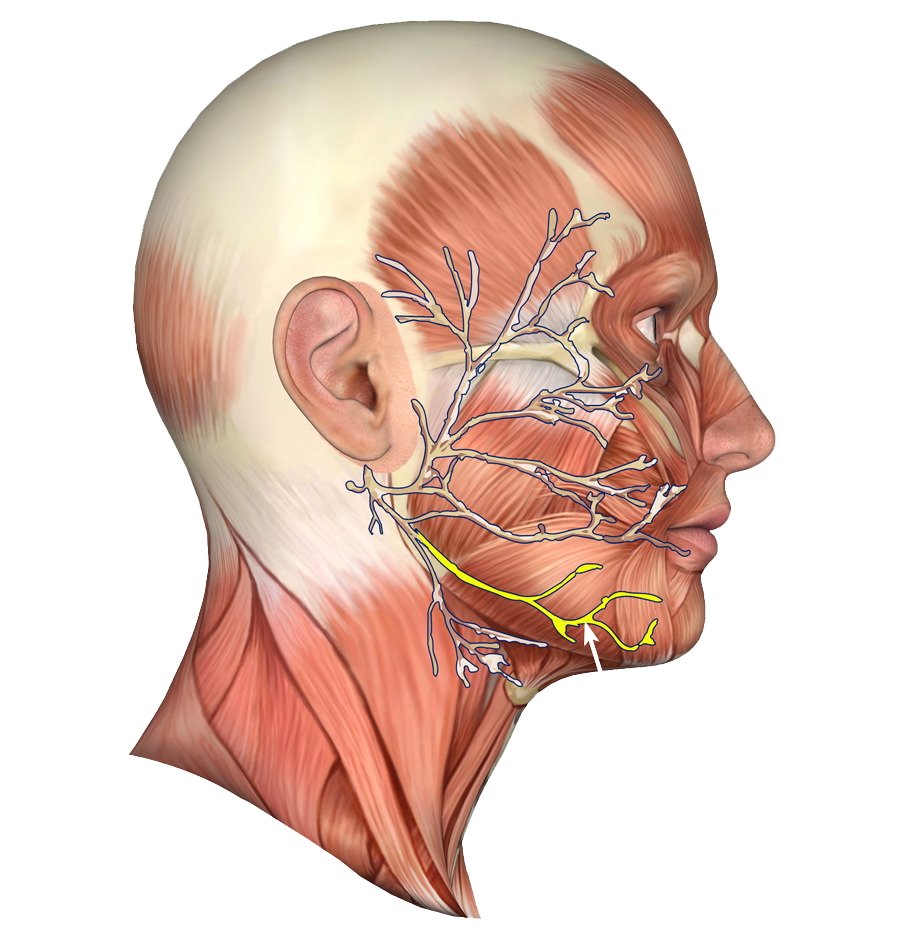 Medical illustration showing detailed anatomy of facial muscles.