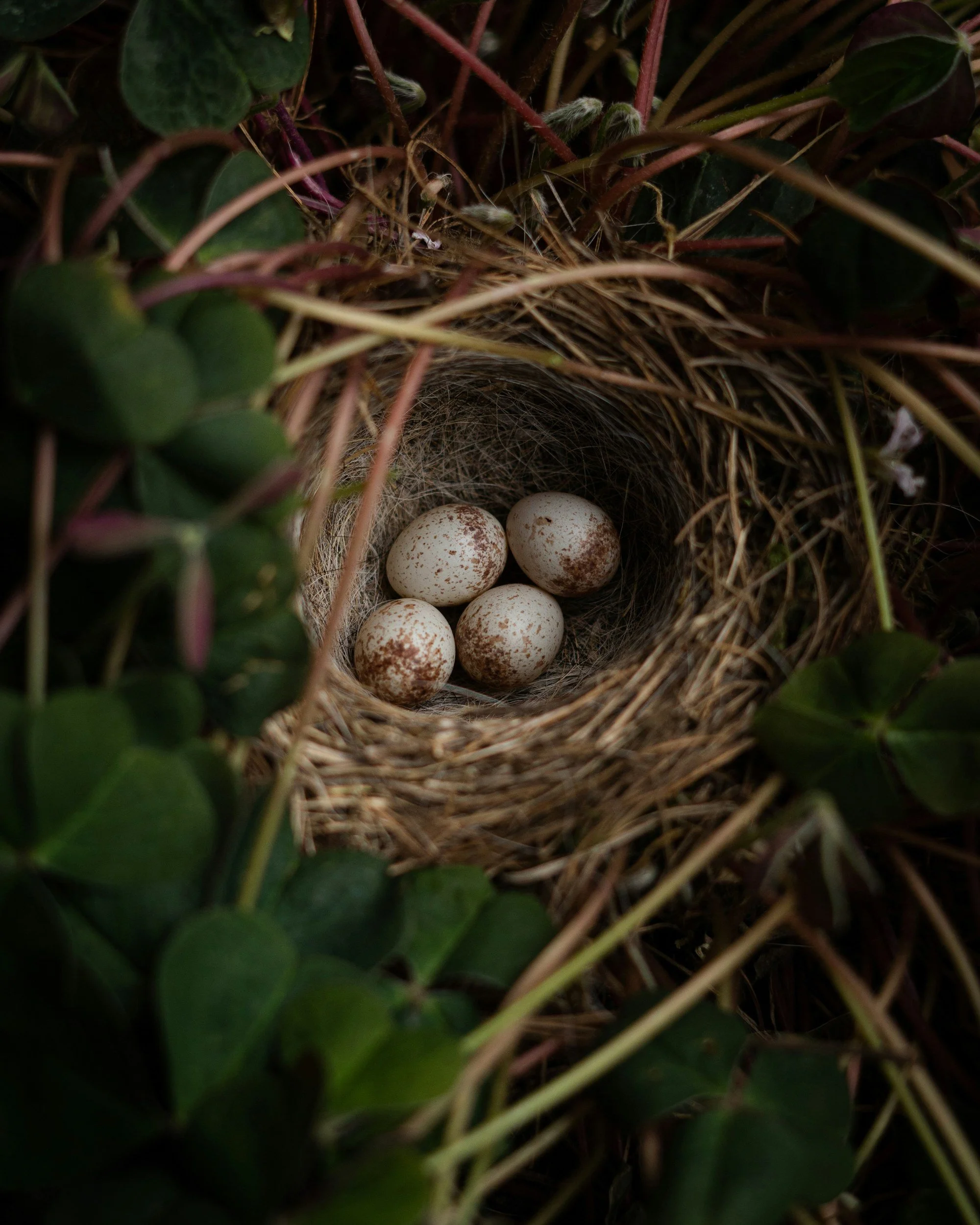 Speckled eggs in a dark nest among clover, illustrating Nest Flicks, the immigration watchlist series from Ala Therapy Collective.