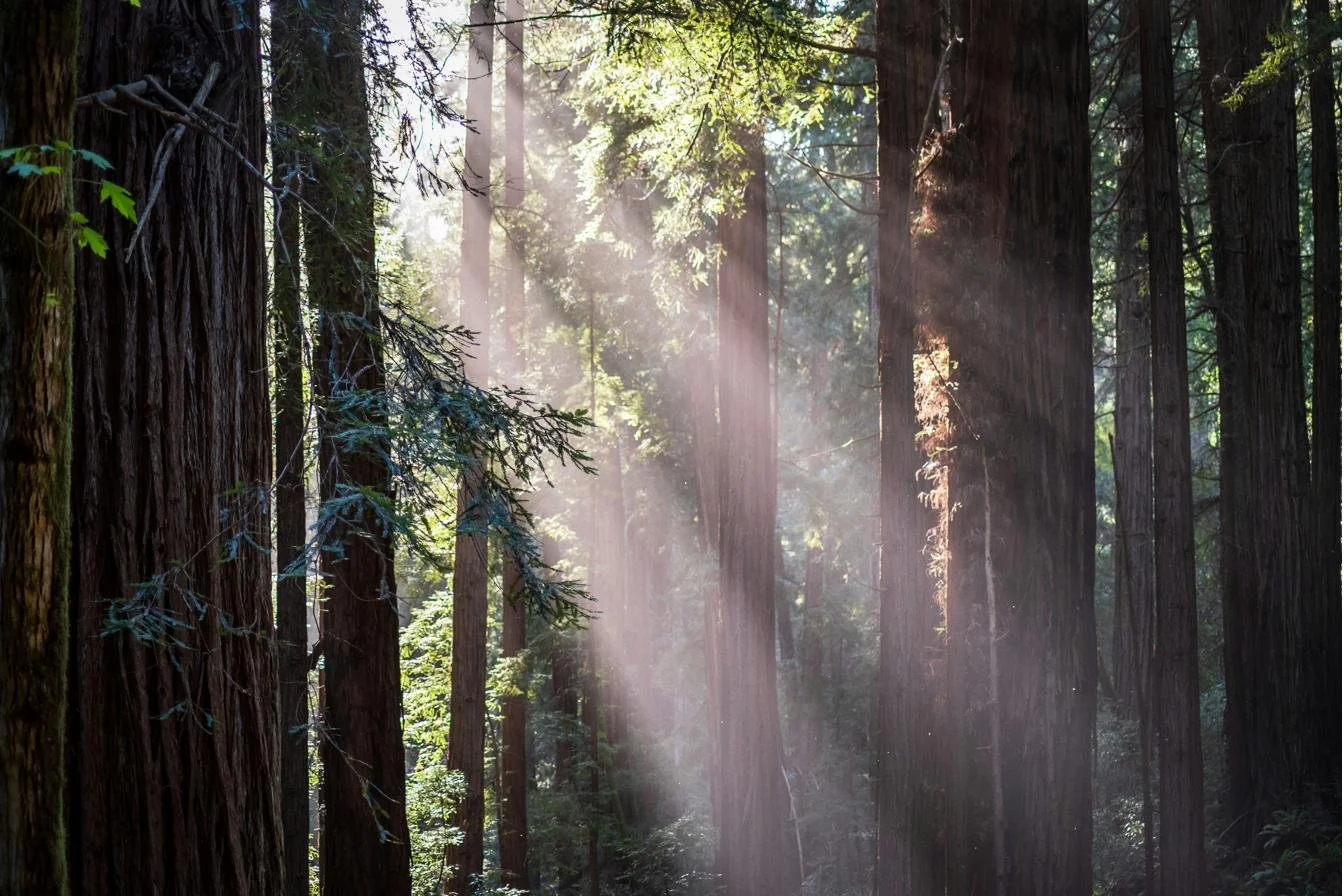 Redwood trees in California, representing telehealth immigration psychological evaluations across the state from Ala Therapy Collective