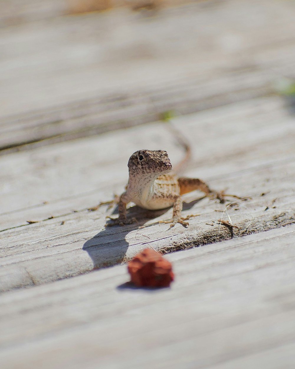 A tiny brown lizard standing on a sun bleached deck board, looking at the camera