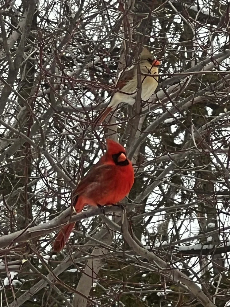 A pair of cardinals perched in a snowy tree
