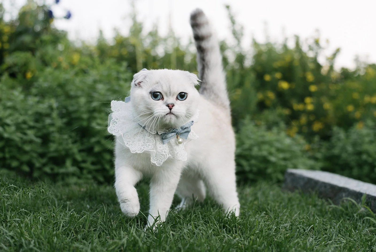 A white Scottish Fold cat with blue eyes wearing a lace collar and a bow stands on grass outdoors at Toronto Music Garden.