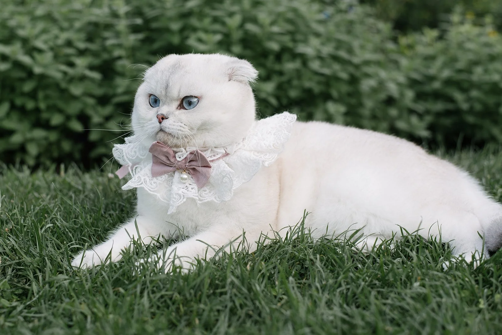 A white Scottish Fold cat with blue eyes lying on the grass in The Toronto Music Garden, wearing a lace collar with a pink bow and a pearl pendant