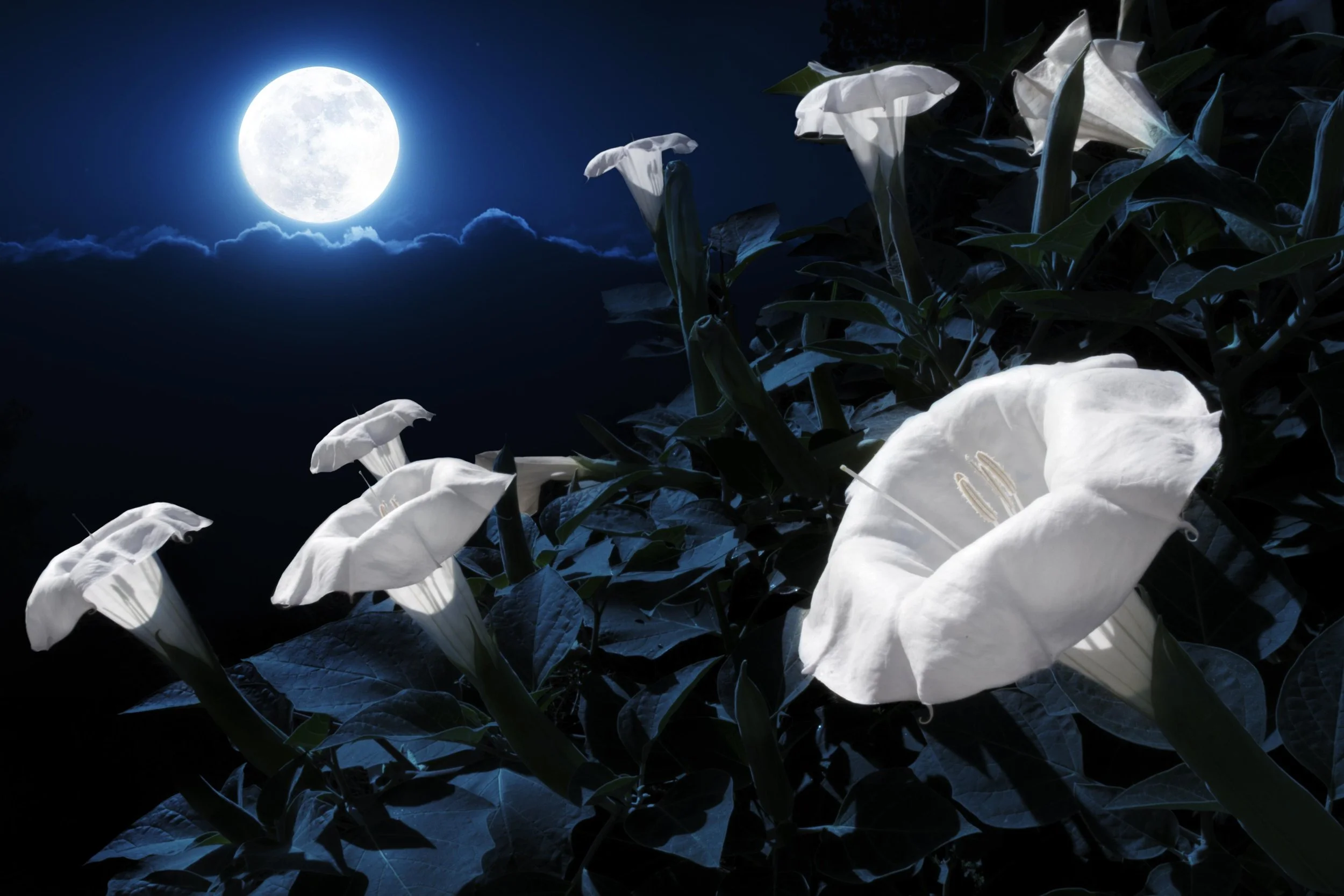 Flowers in the Dark 