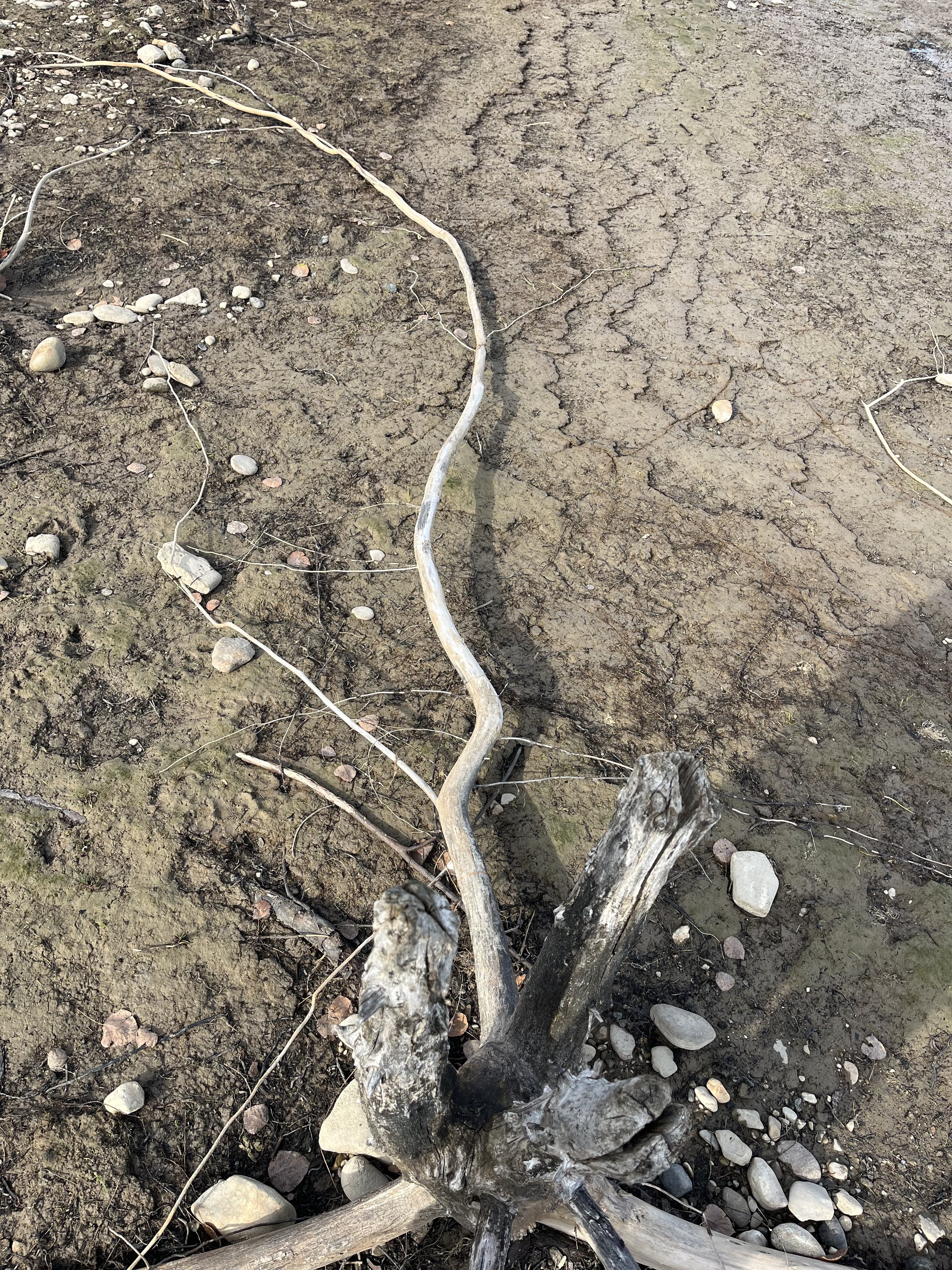 A large dried out tree root on a sandy beach