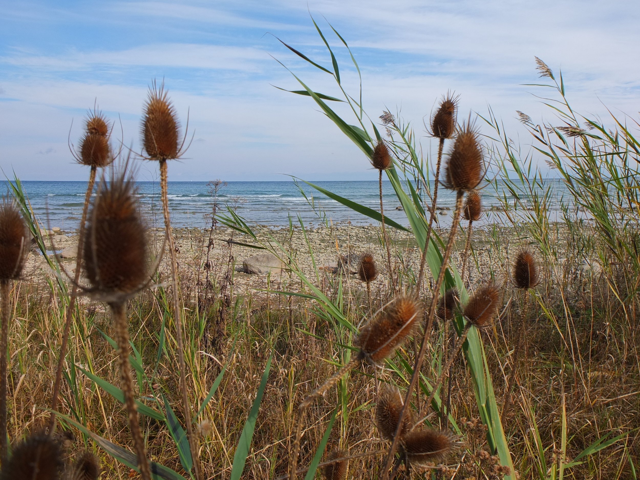 Looking at the shore of the lake through tall grasses