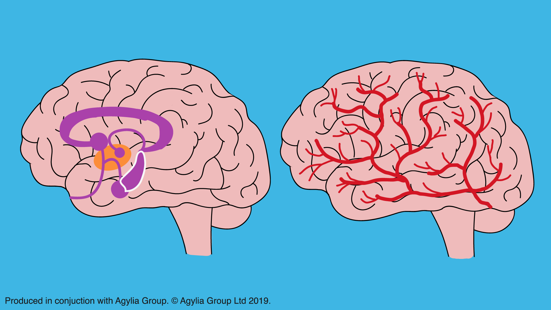 2 Brains.png