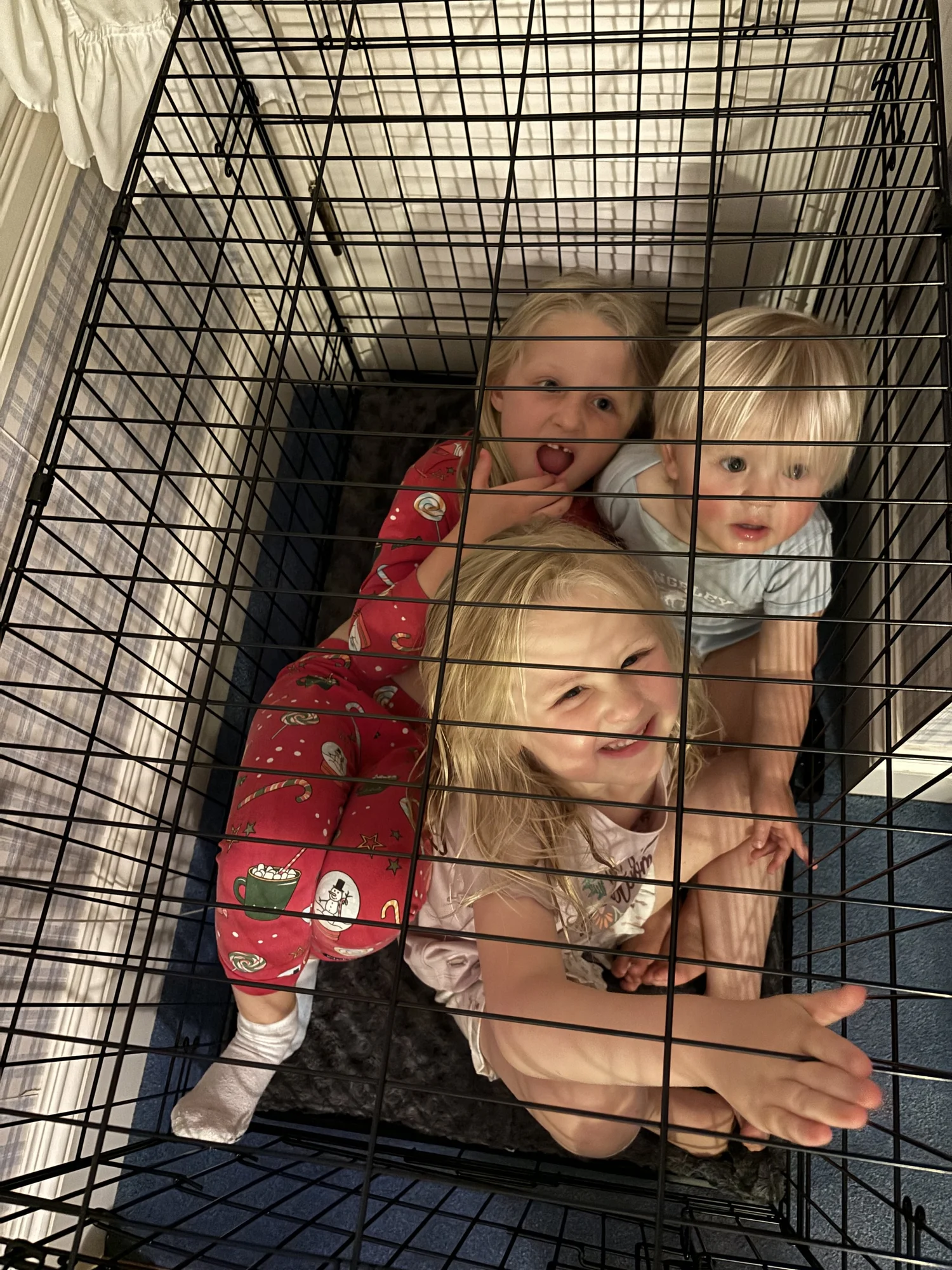 Amazon Basics Dog Crate: The Essential Multi-Use Travel Companion