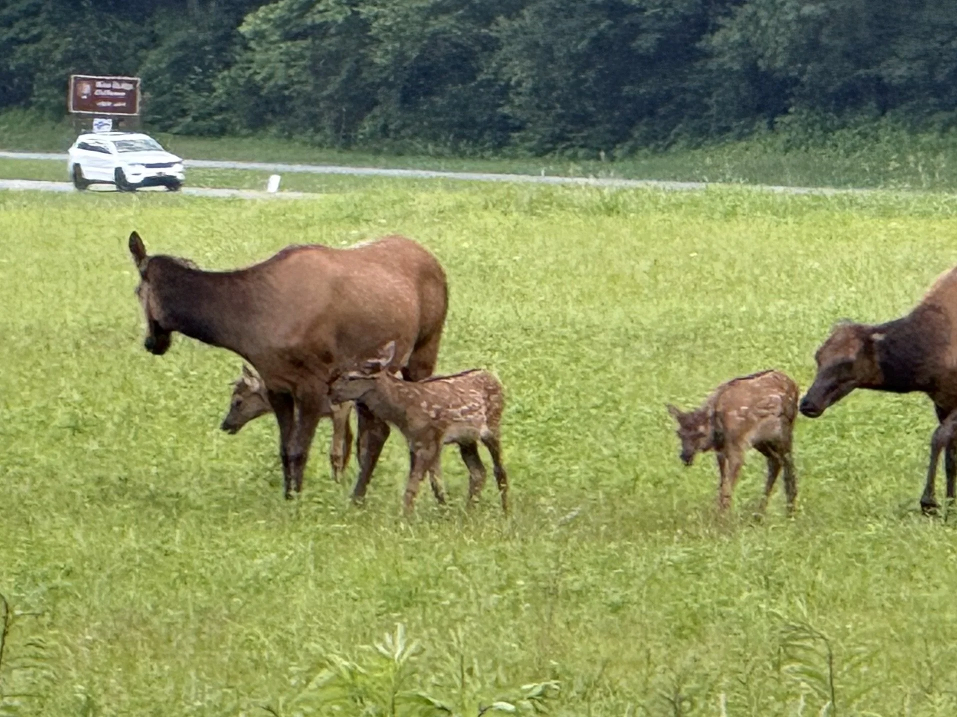 Salamanders, Elk Calves and Low Gears: Great Smoky Mountains National Park