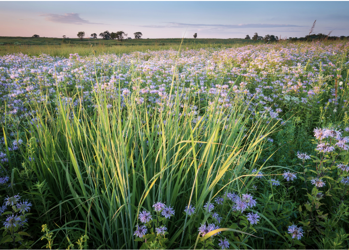 A lush prairie field filled with soft purple wildflowers and tall grasses stretching to the horizon under a pastel twilight sky, evoking the stillness, natural beauty, and quiet sense of renewal that Malachi Gillihan's trauma healing work aims to cul