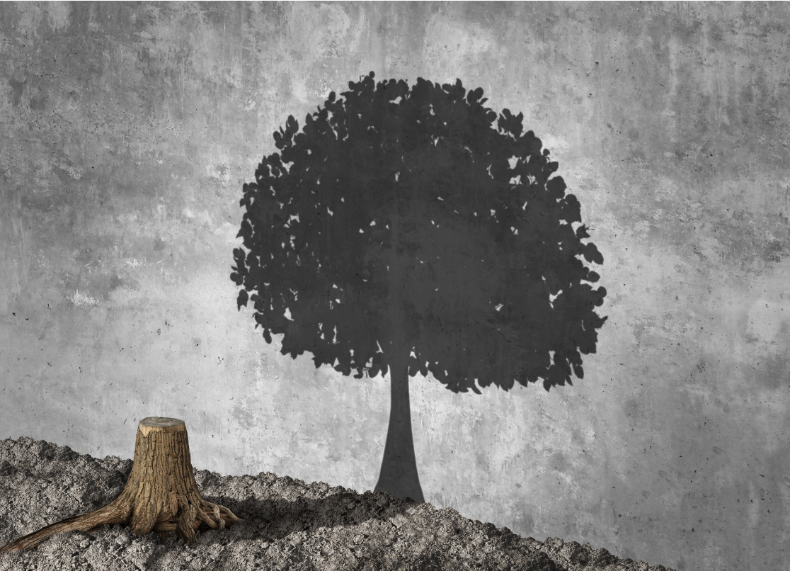 A composite image of a small tree stump casting the shadow of a large full tree on a concrete wall behind it, representing the inner wholeness and potential that remains within a person even after experiencing trauma, as explored in Malachi Gillihan