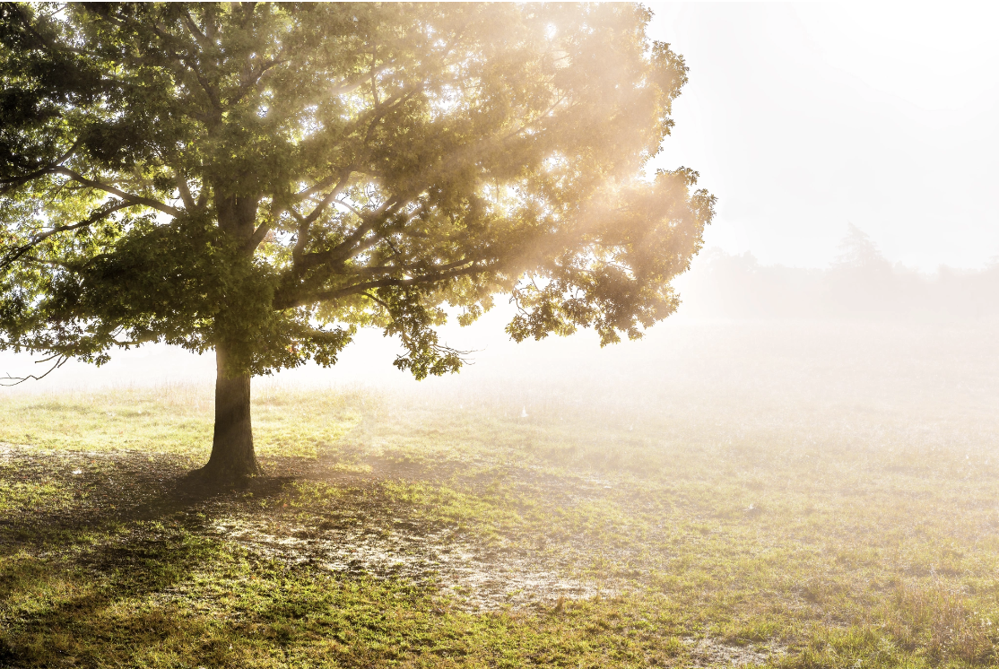 A solitary tree bathed in warm golden sunlight breaking through morning mist in an open field, evoking stillness, hope, and the gradual emergence that characterizes the trauma healing process