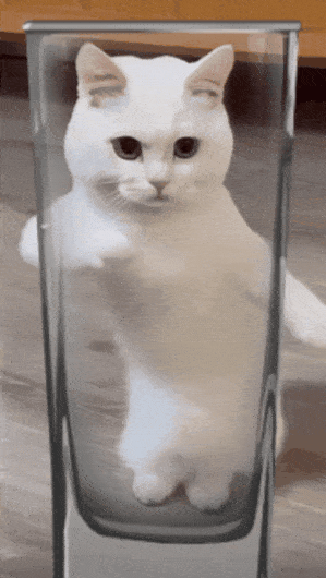 Kitty Cup Official