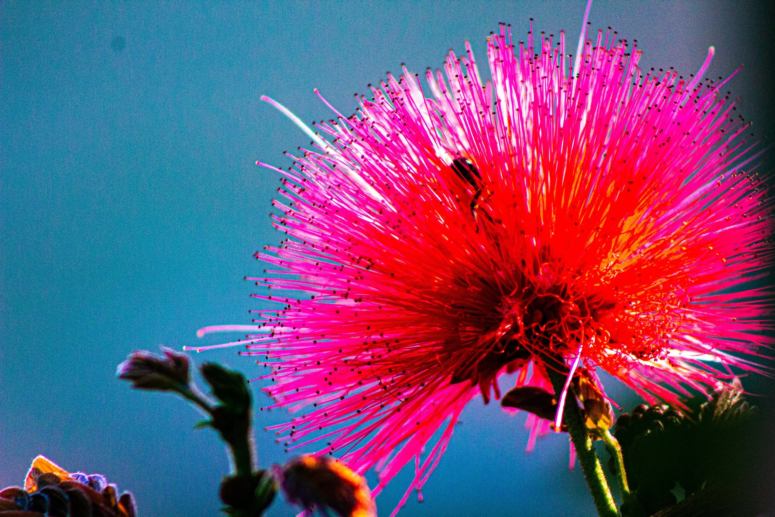 Close-up of a vibrant pink flower with thin spiky petals against a blue background, featuring a small insect on the petals.