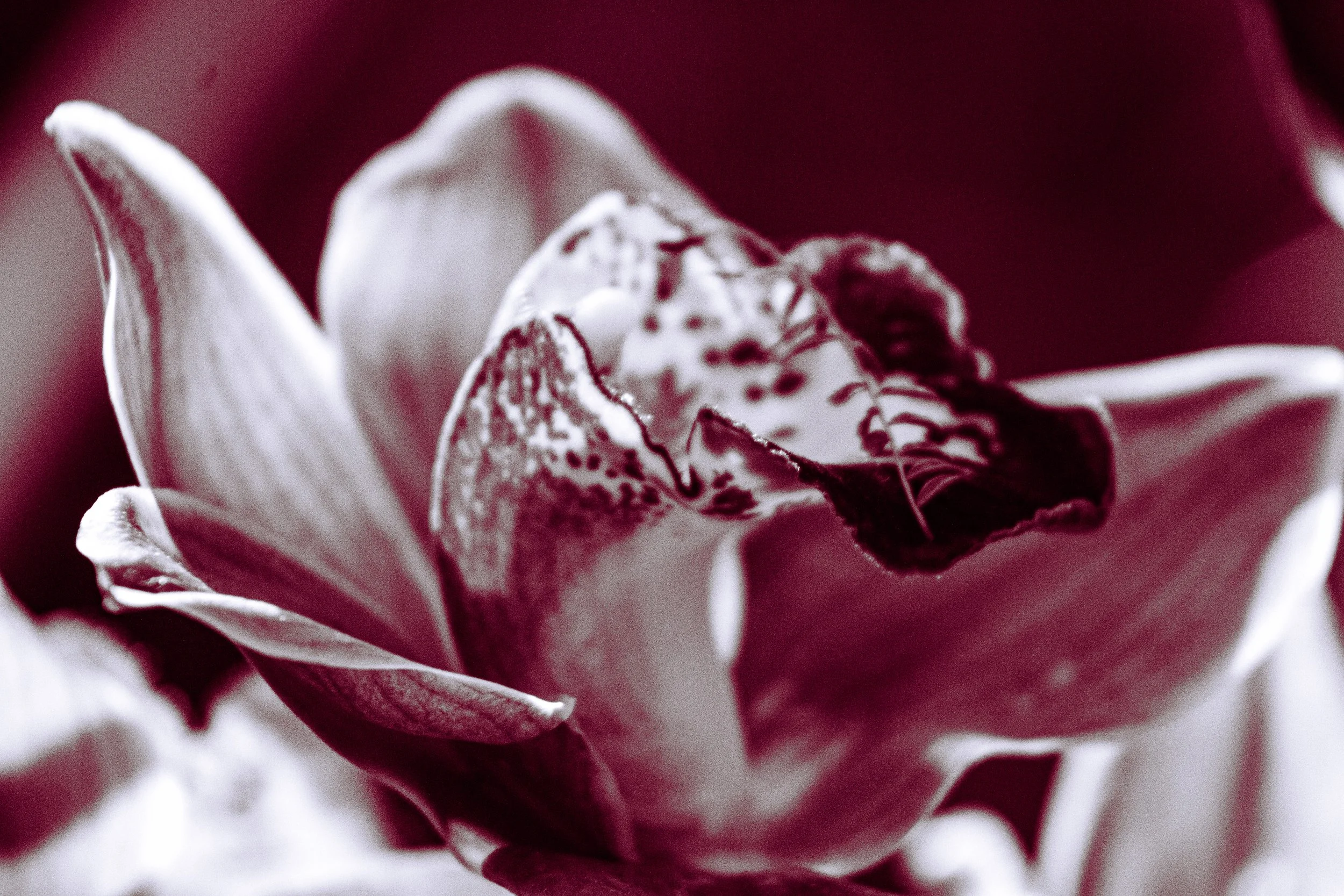 Close-up of a monochrome orchid with speckled petals