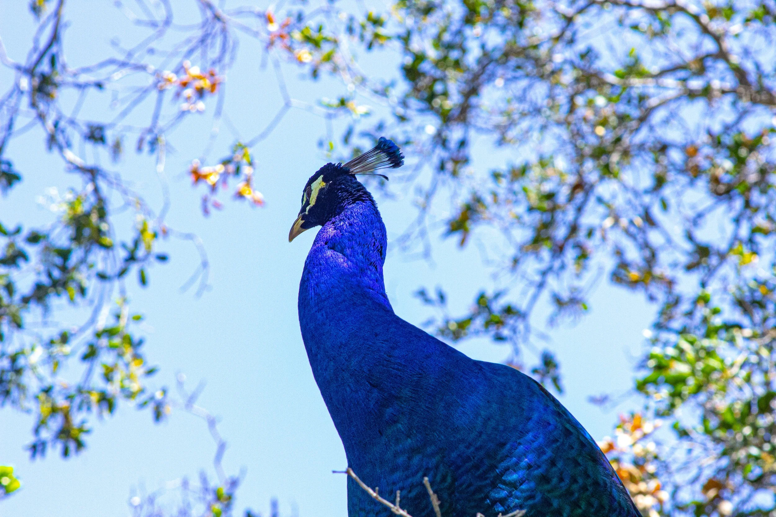Close-up of a peacock with vibrant blue feathers against a background of trees and sky.