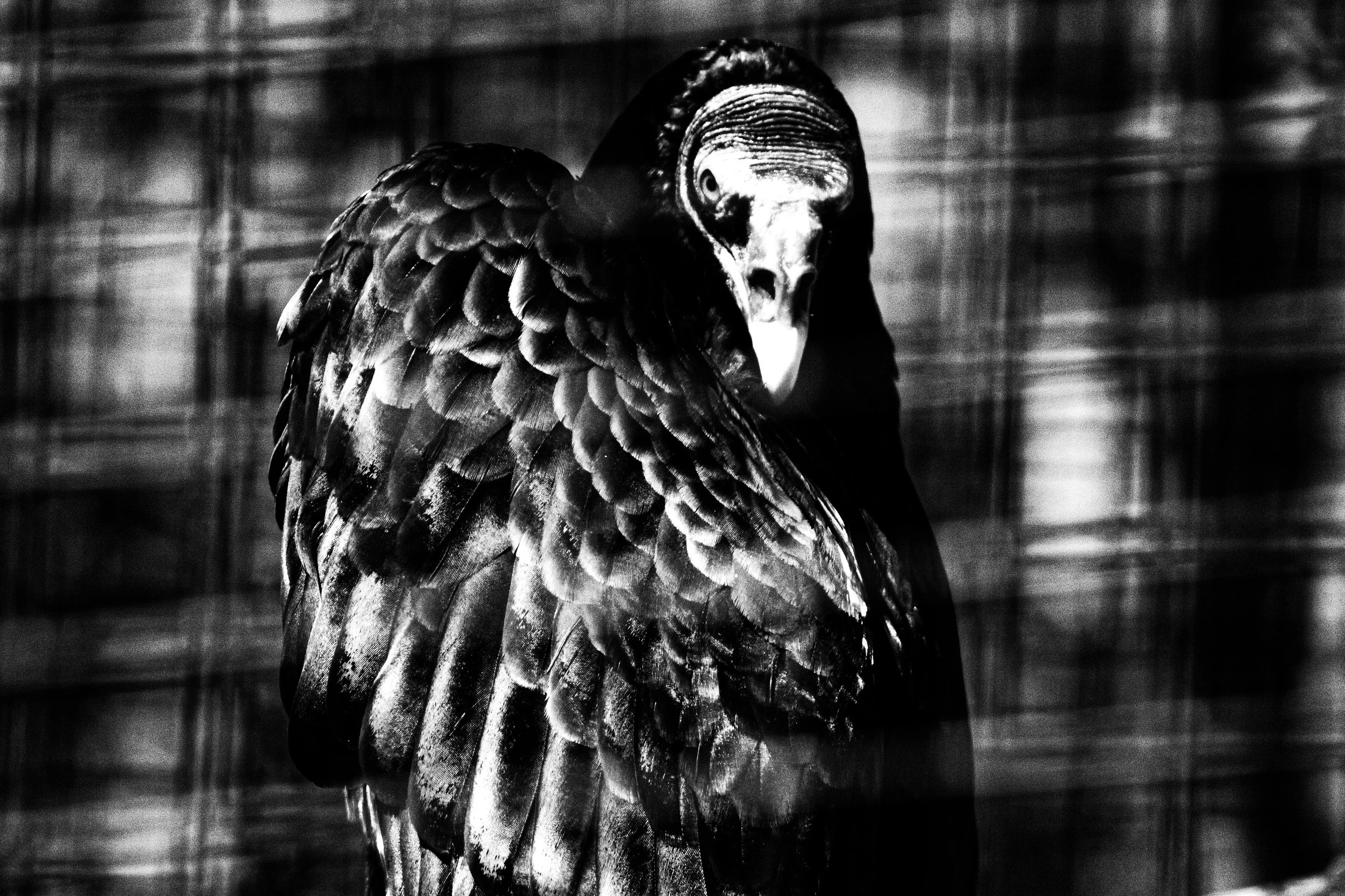 Black and white image of a vulture with detailed feather texture, staring at the camera.