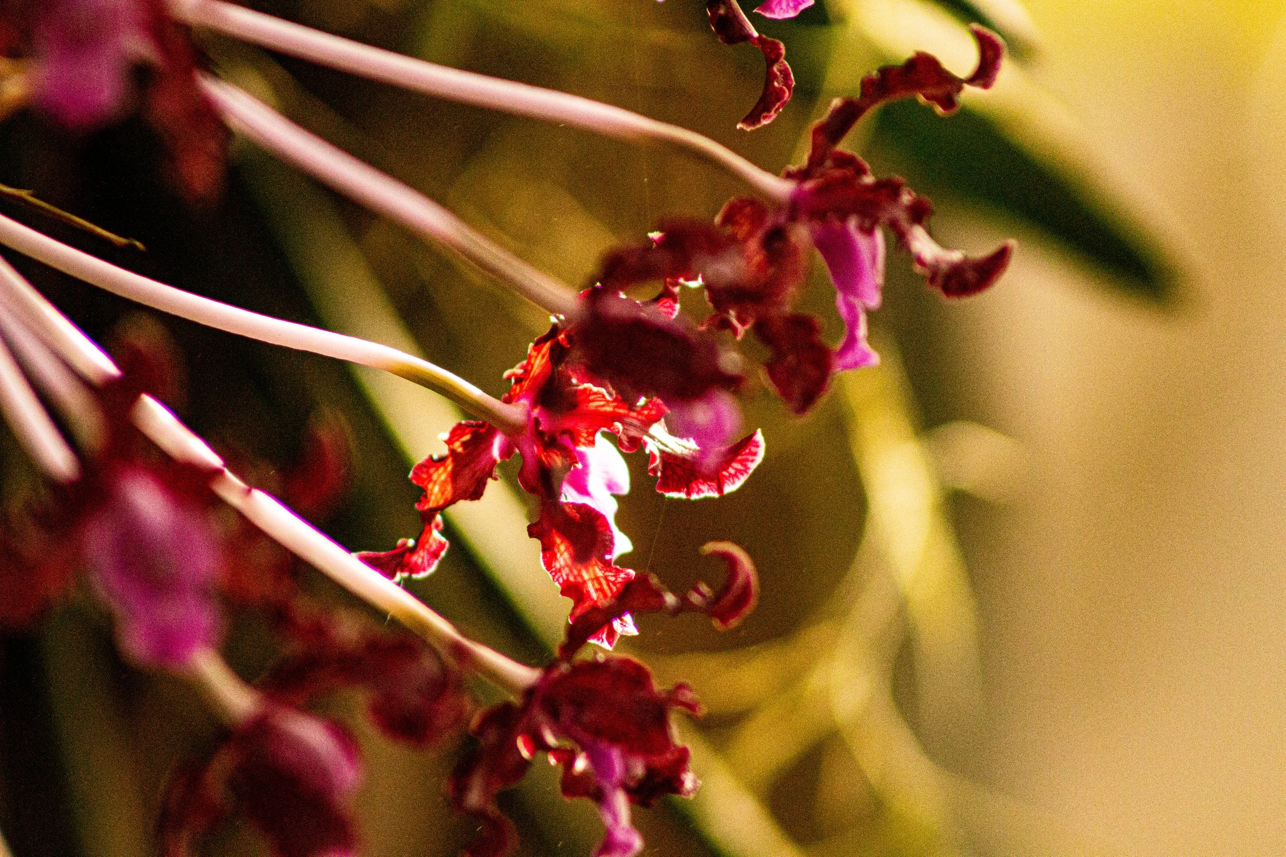 Close-up of red and purple orchids with delicate, curly petals and thin stems.
