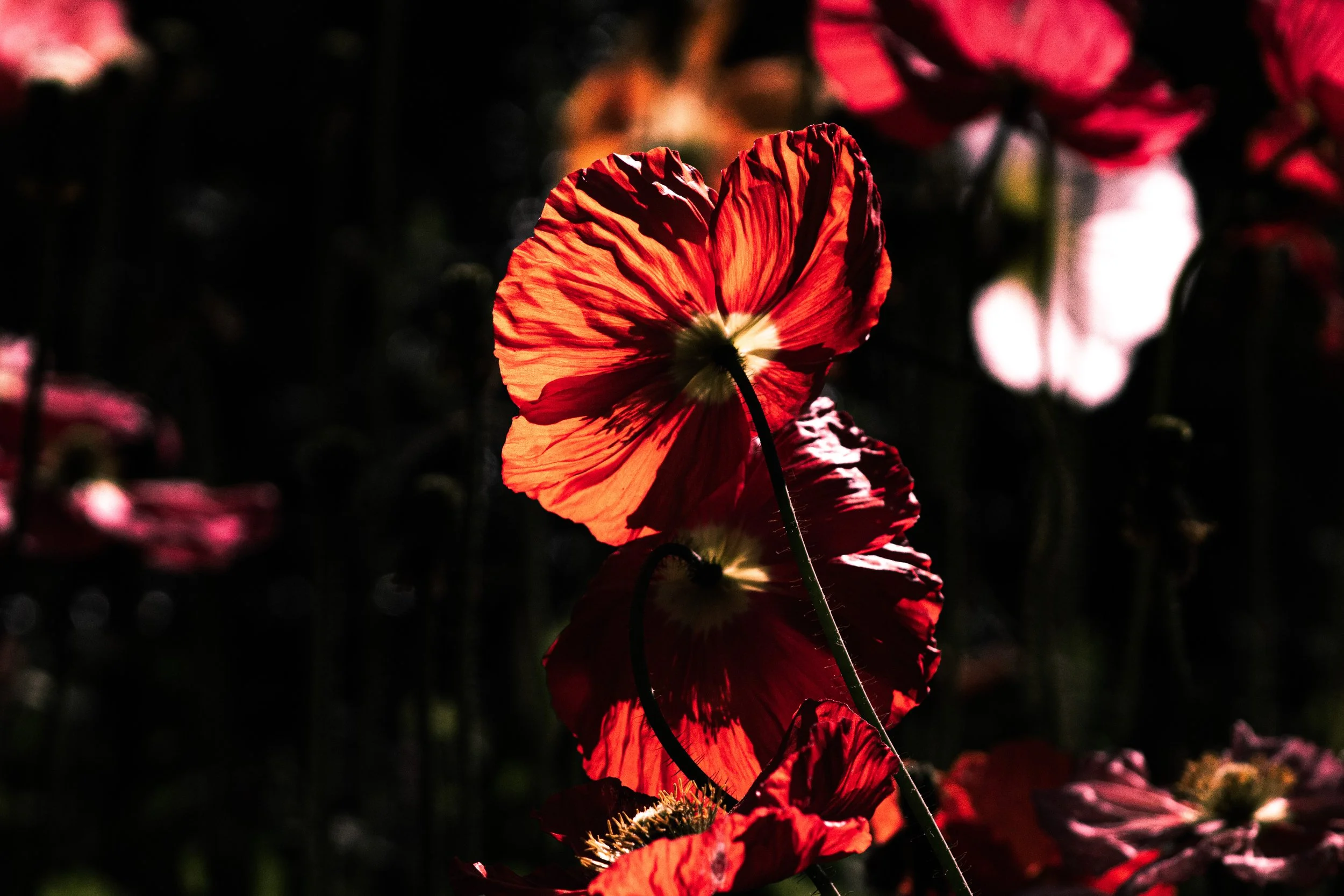 Close-up of vibrant red poppy flowers with sunlight highlighting their delicate petals in a dark background.