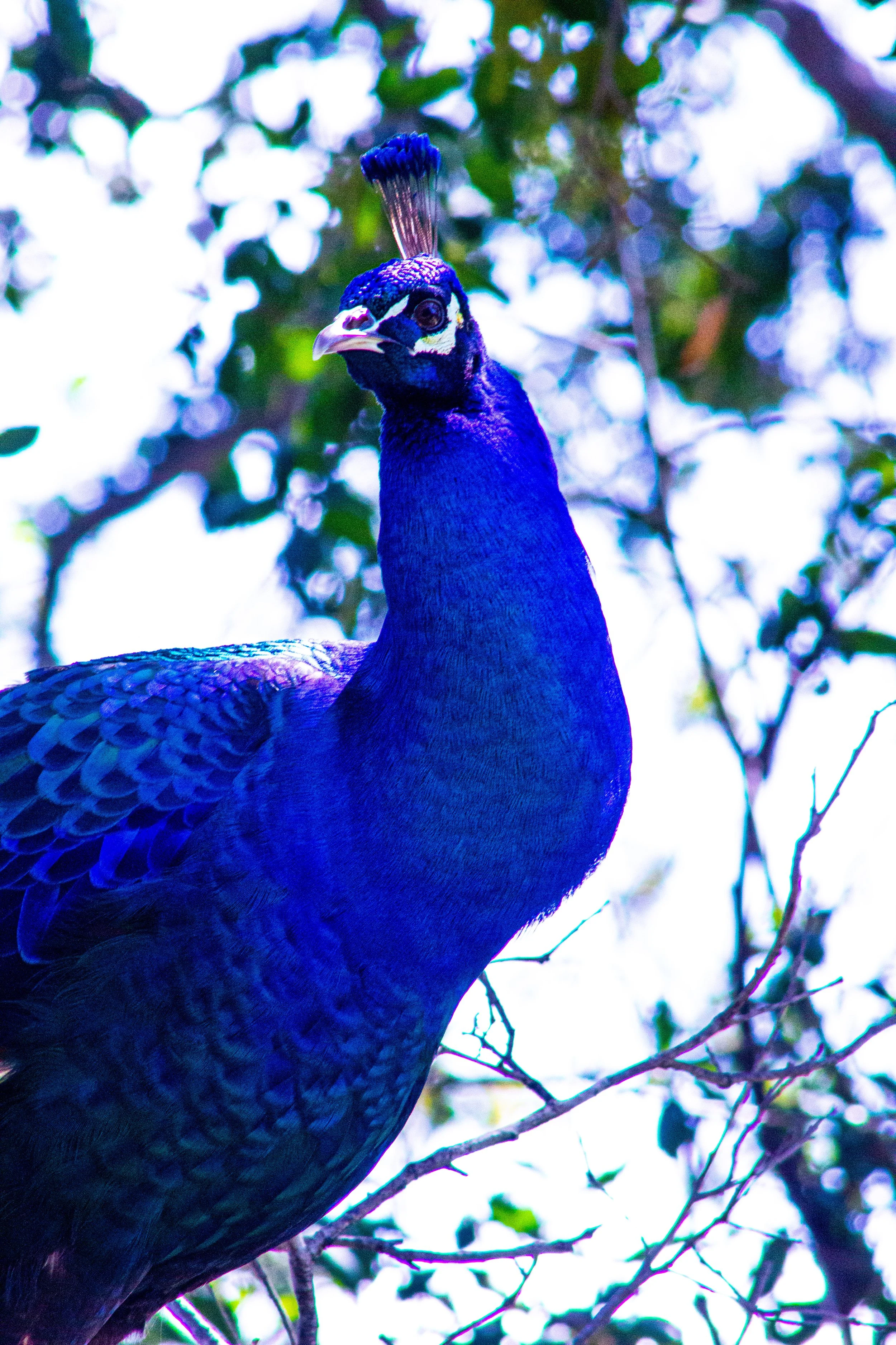 Close-up of a peacock with vibrant blue plumage, standing among tree branches.