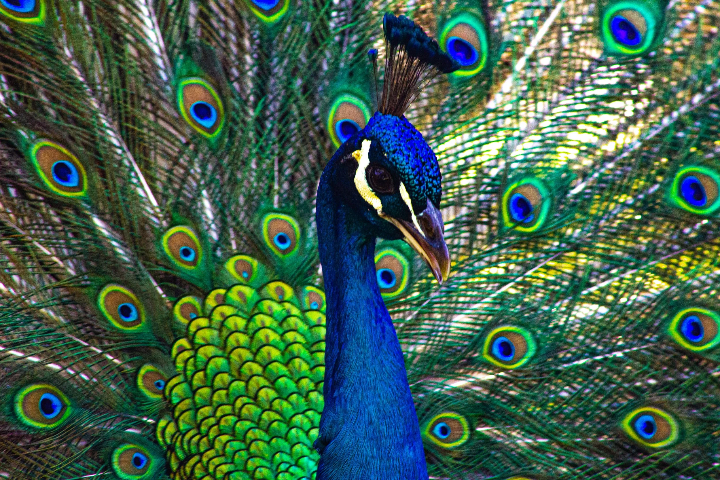 Tanisha_Shelke_color_3.jpg