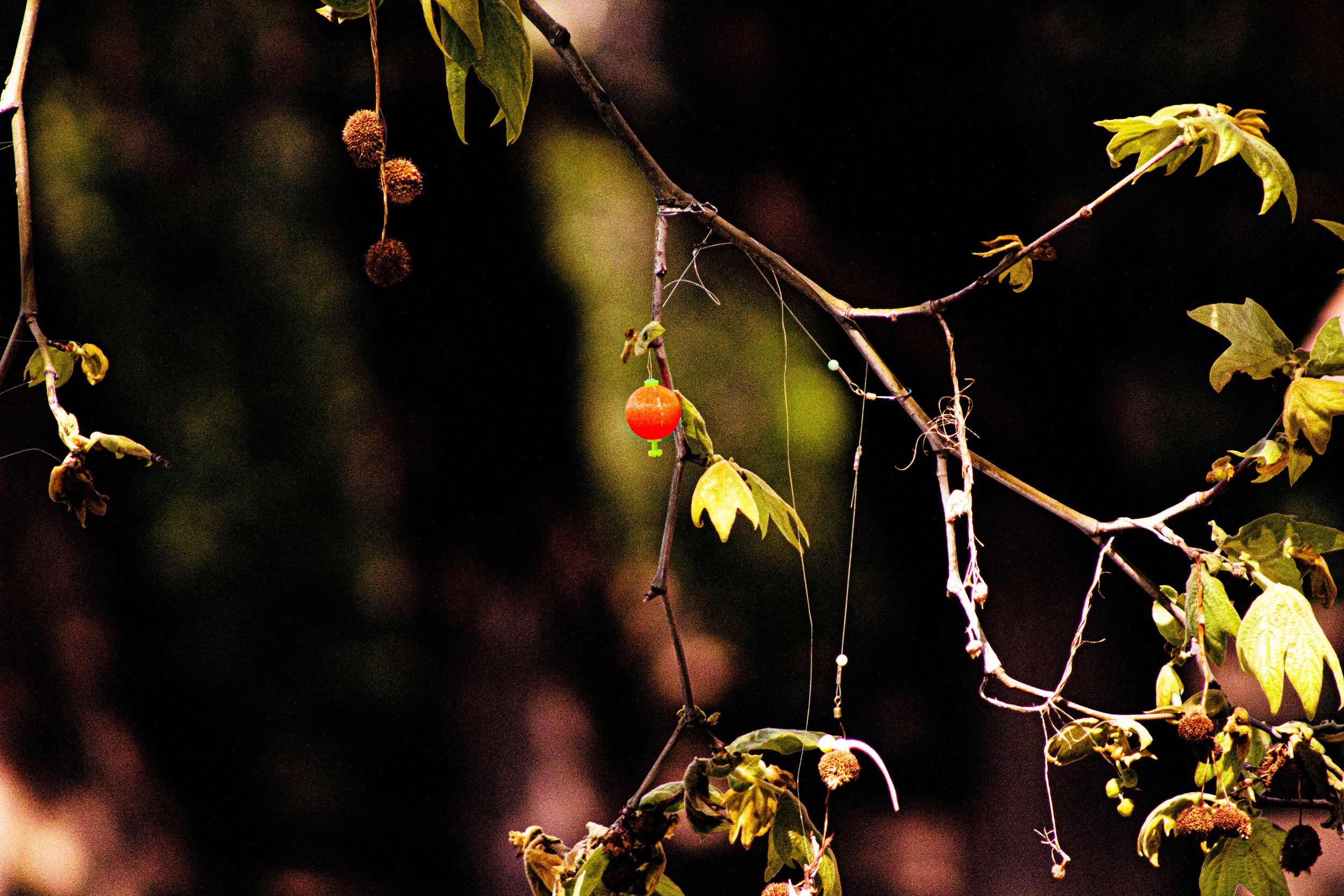 A branch with a single bright red-orange round fruit hanging among green and brown leaves against a dark background.
