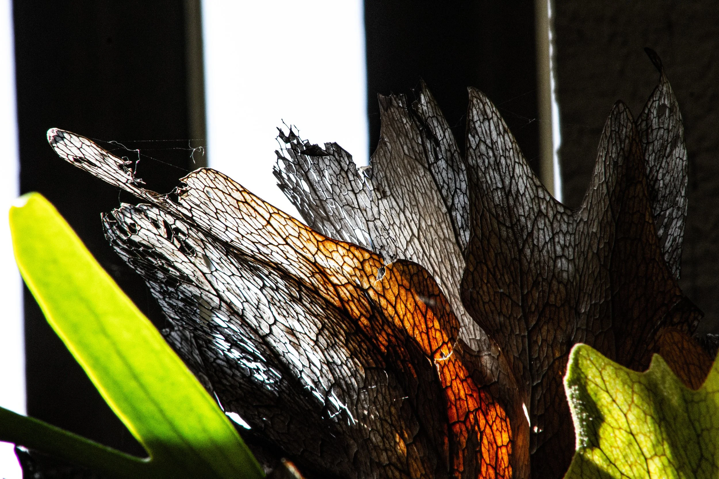 Close-up of dried and green leaves with delicate textures