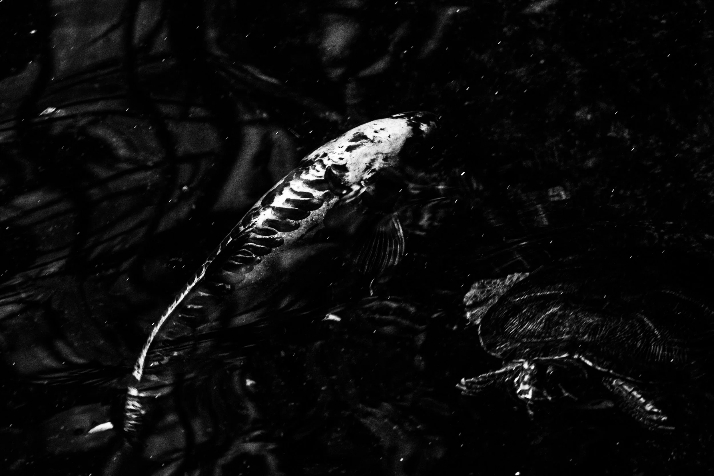 Black and white image of a koi fish swimming near a turtle in dark water.