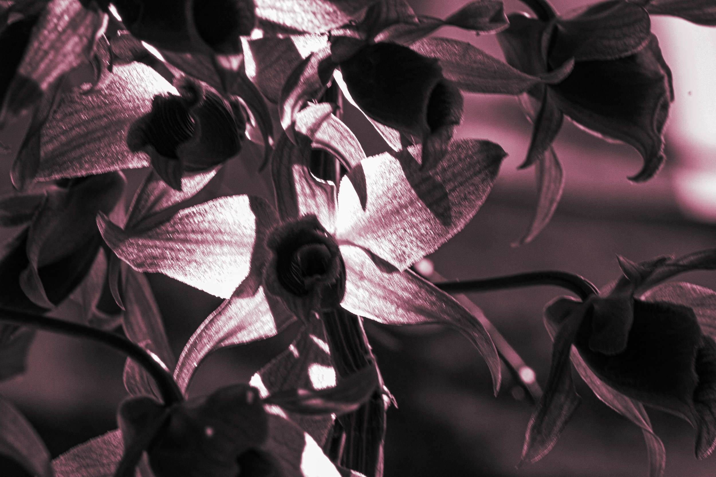 Black and white photograph of orchids with light creating shadows on petals