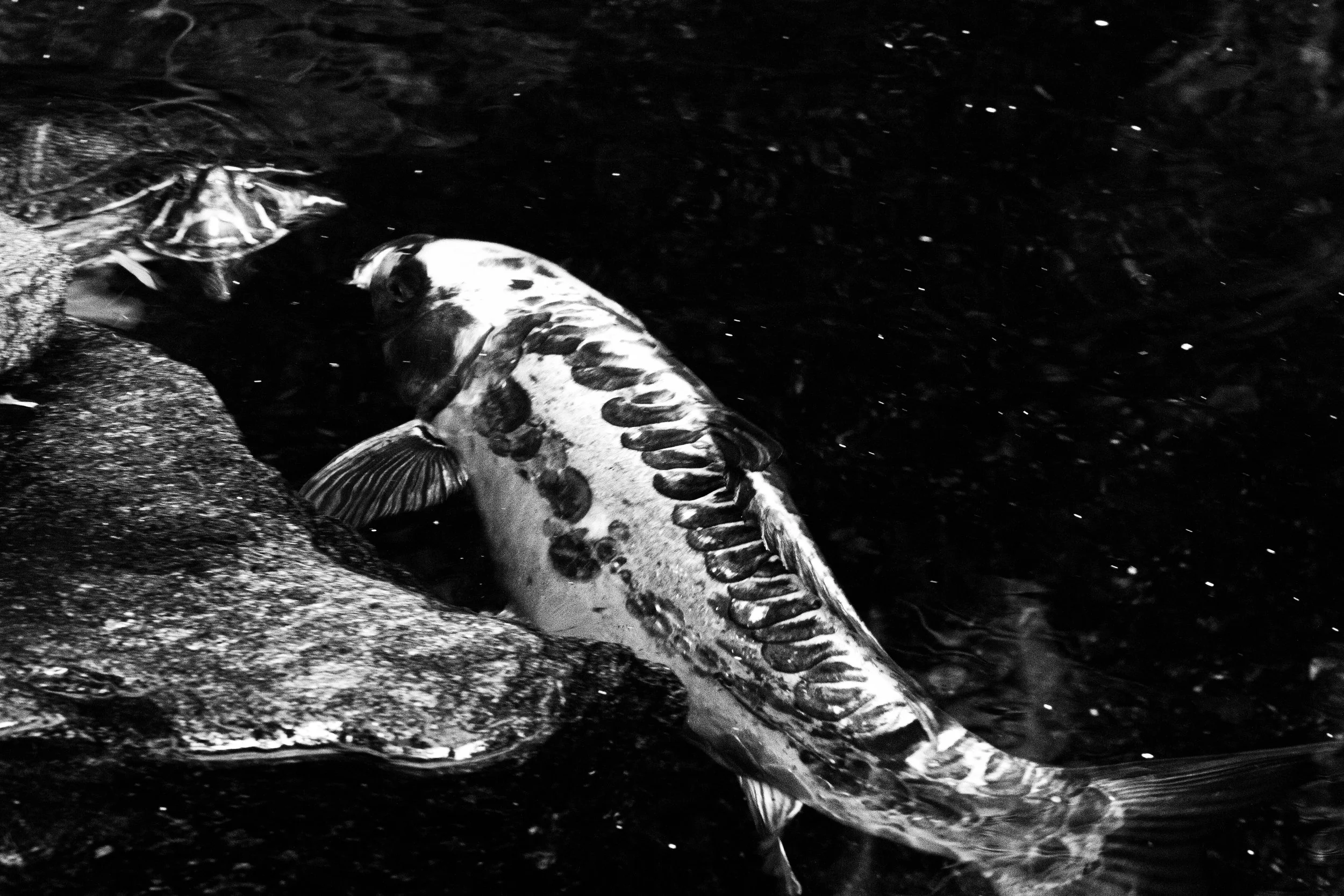 Black and white image of a koi fish swimming near a turtle in a pond.