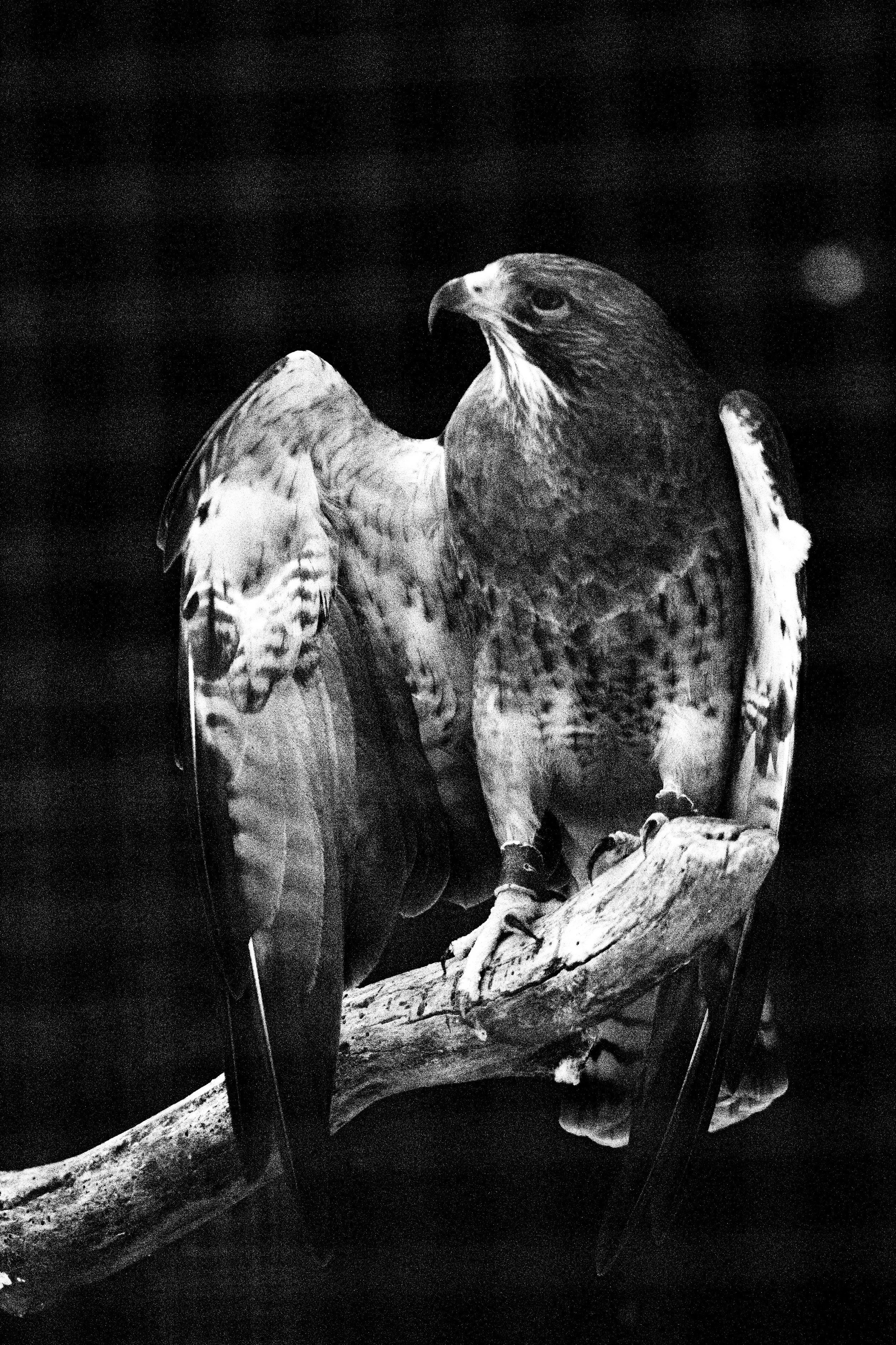 Black-and-white photo of a hawk perched on a branch, with its wings partially spread.