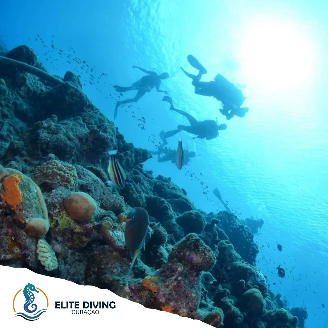 Our Top 3 Dive Sites in Cura&ccedil;ao:

1️. Double Reef 🐢 
2️. Port Marie 🪸
3️. Superior Producer ⚓

Each spot offers its own magic!
Which is your favorite dive site on the island?

 #sdidivers #cura&ccedil;ao #ssidiving #EliteDivingCuracao #islan