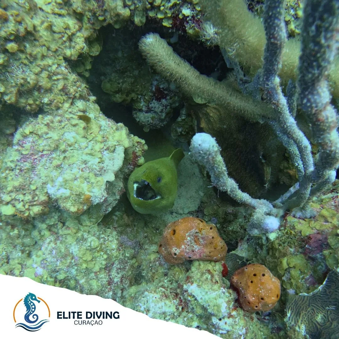 Did you know...

Moray eels breathe by constantly opening and closing their mouths, not to threaten you, but to move water over their gills! 
So next time you see one, don&rsquo;t worry&mdash;they&rsquo;re just doing their thing!

#saltyfacts #elited
