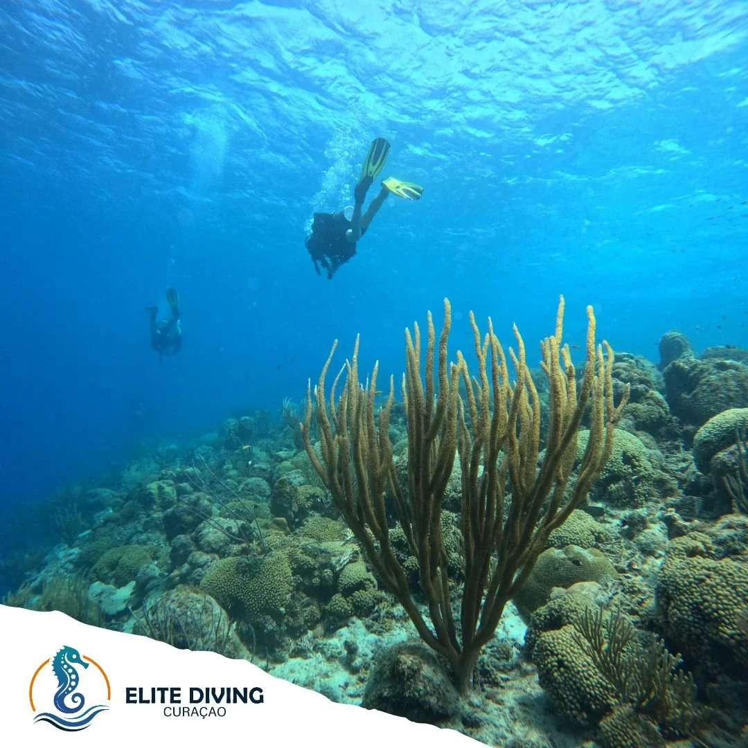 🪸Ready to start your diving journey?

Whether you're looking to try a Discover Scuba Dive, get your Open Water certification, or take things even further &mdash; Elite Diving Cura&ccedil;ao has got you covered! 

📞 Want to know more? 
Reach out to 