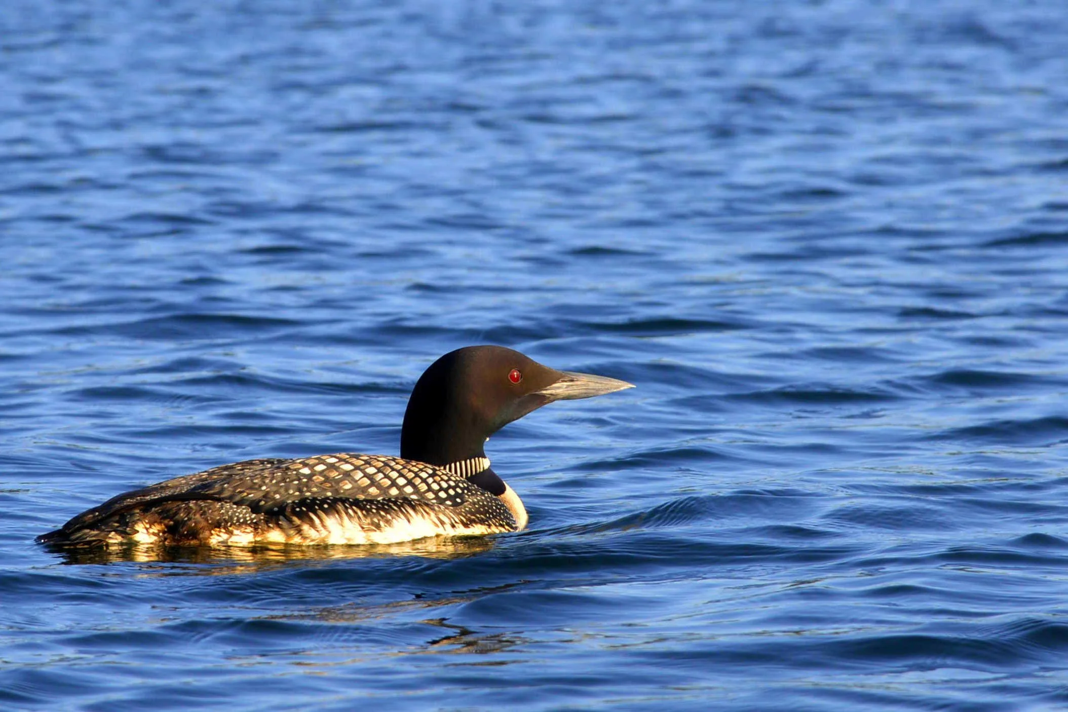 Caspian_Duck_6605-sf_ratio-3x2.jpg