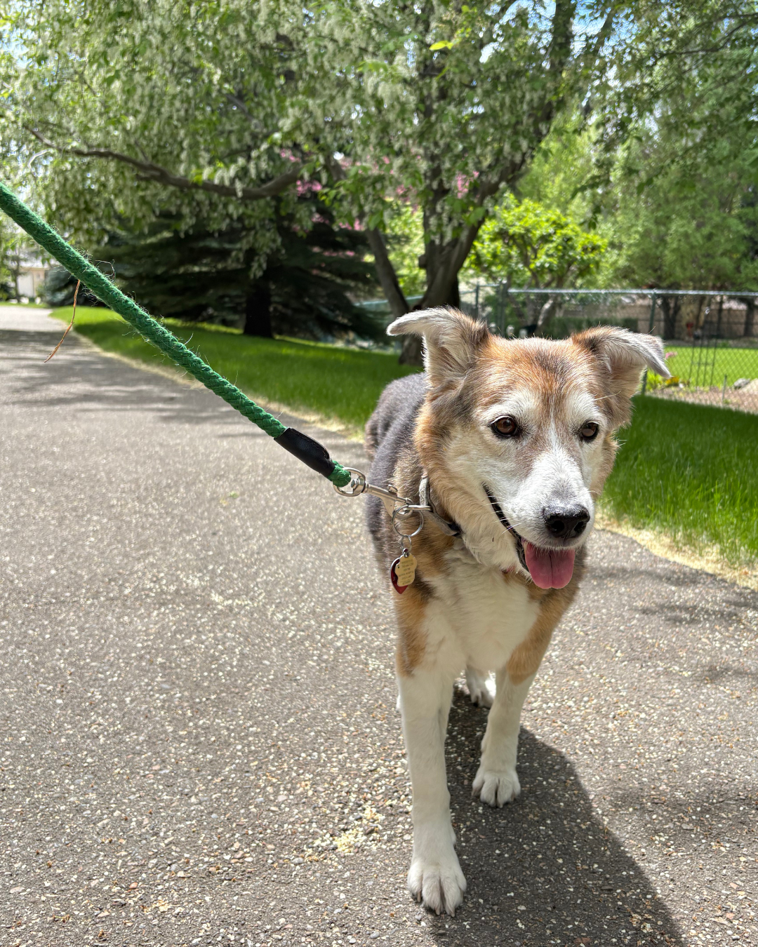 Happy dog walking on a paved path with green grass and trees in the background on a sunny day.