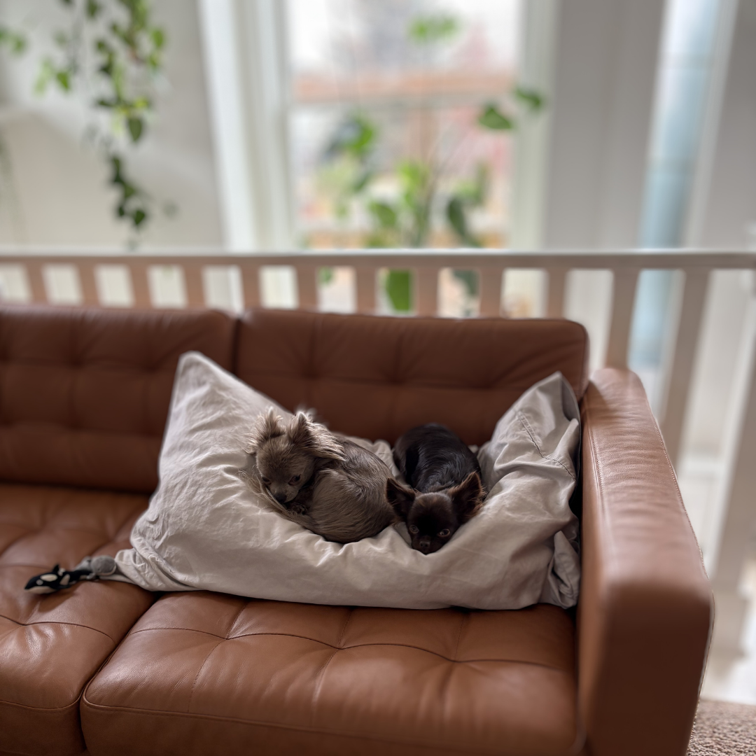 Three small dogs, two black and one gray, resting on a pillow on a brown leather sofa in a bright room with large windows and green plants outside.