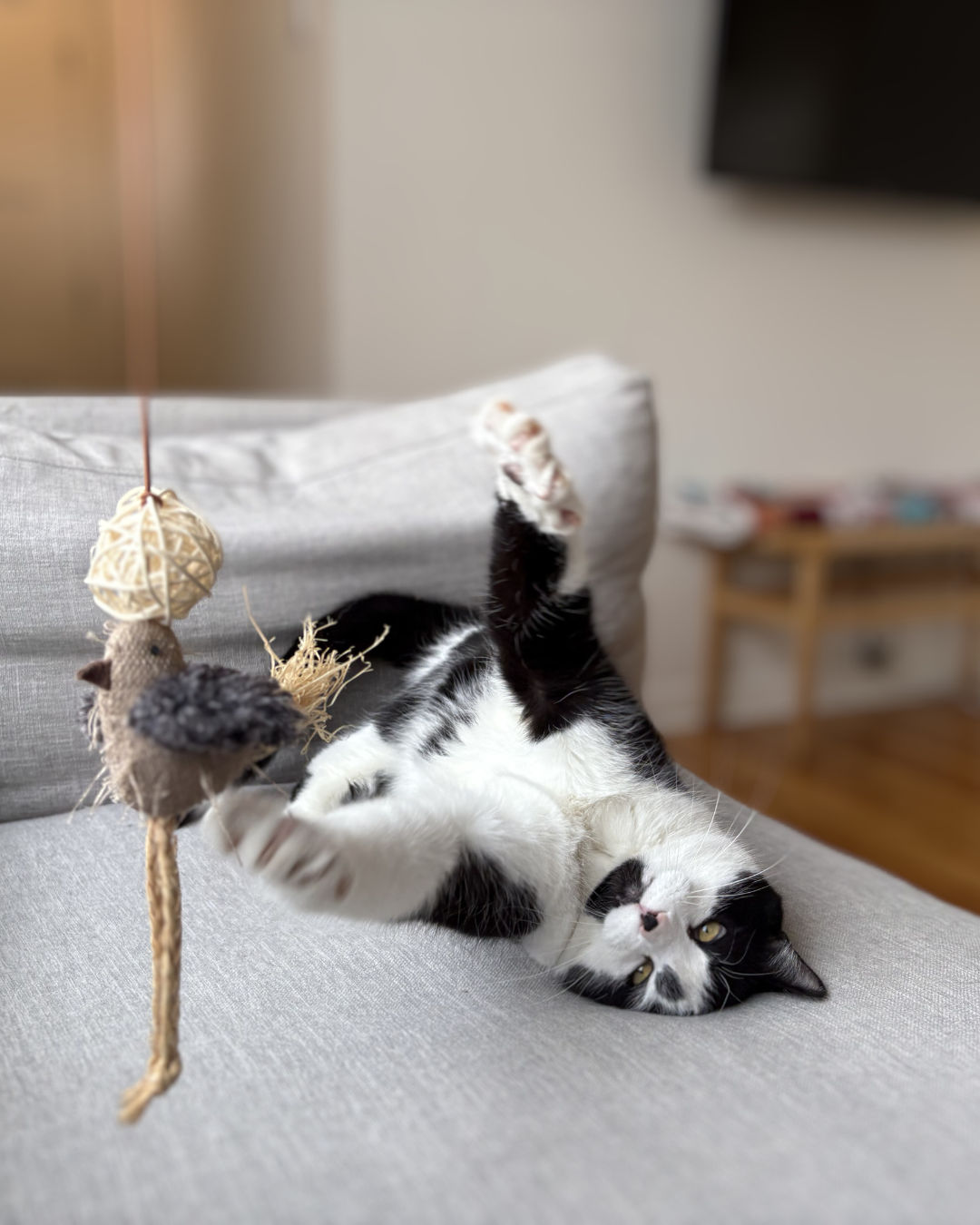 Black and white cat playfully lying on its back on a gray couch, reaching up to bat at a hanging toy mouse.