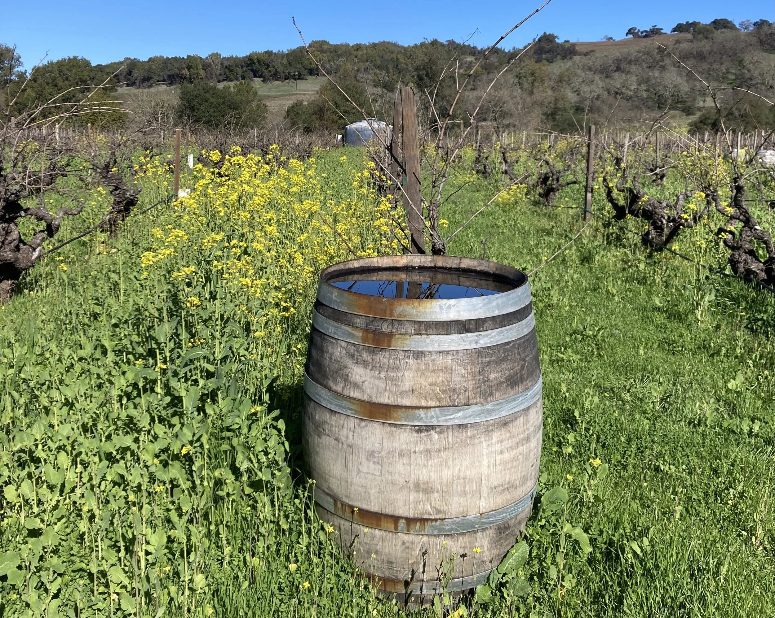 Mustard Season IN WINE COUNTRY
