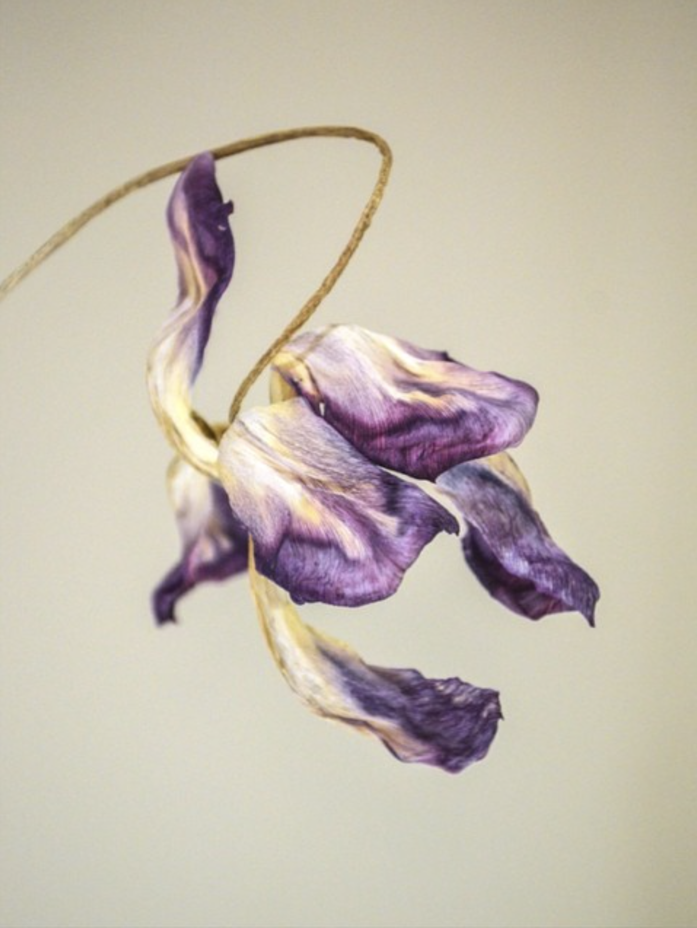 A dried purple and white tulip with it's paper-like petals twisting and contorting into a beautiful, dancing shape.