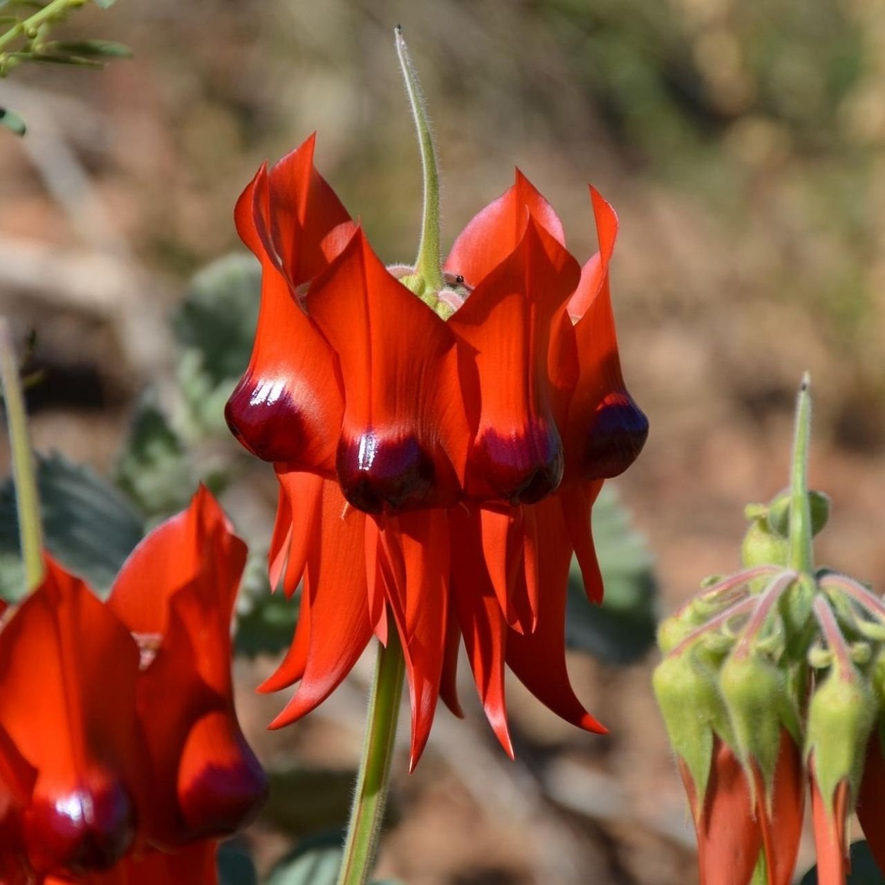The Kingdom &amp; Wisdom of Plants