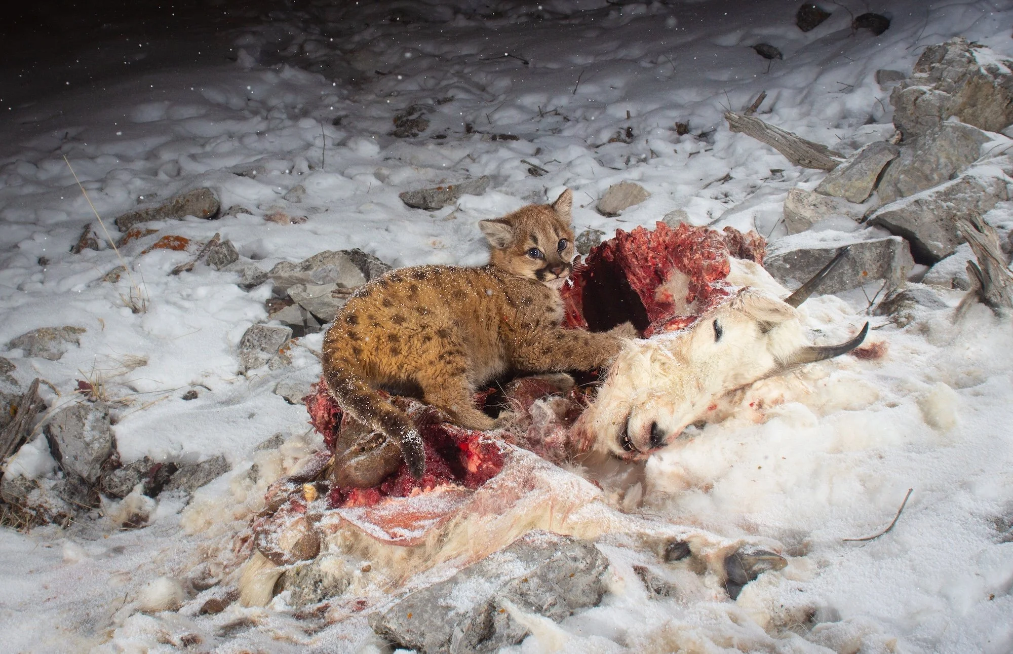 kitten carcass.jpg