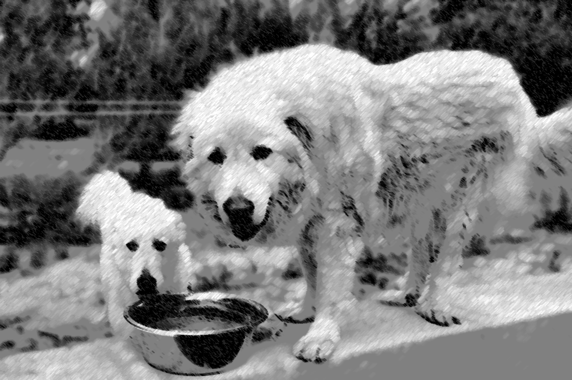 My Maremma Thinks I’m an Idiot