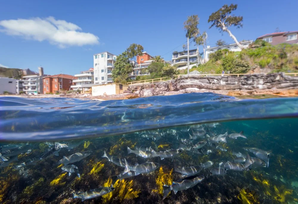 Sydney Coast Hope Spot Marine Bioblitz