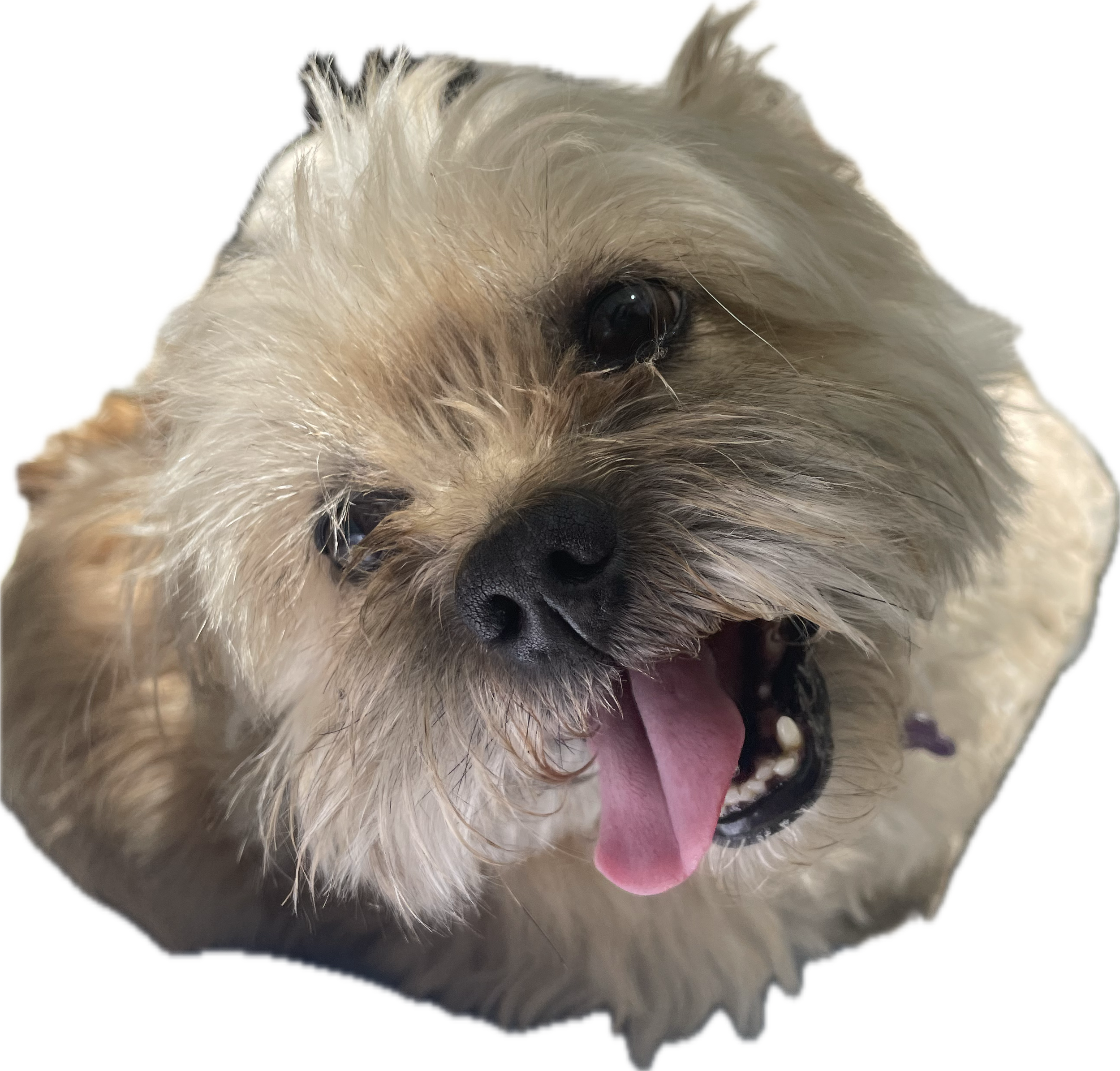 Perro pequeño de pelaje claro con lengua fuera y expresión feliz.