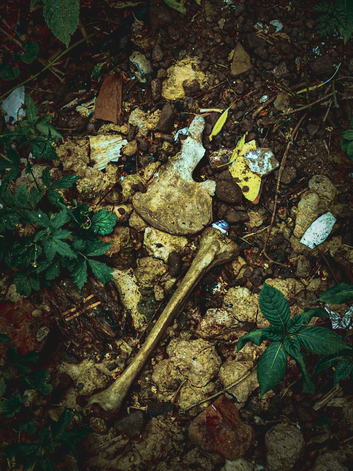 Some of the bones also found along the river.