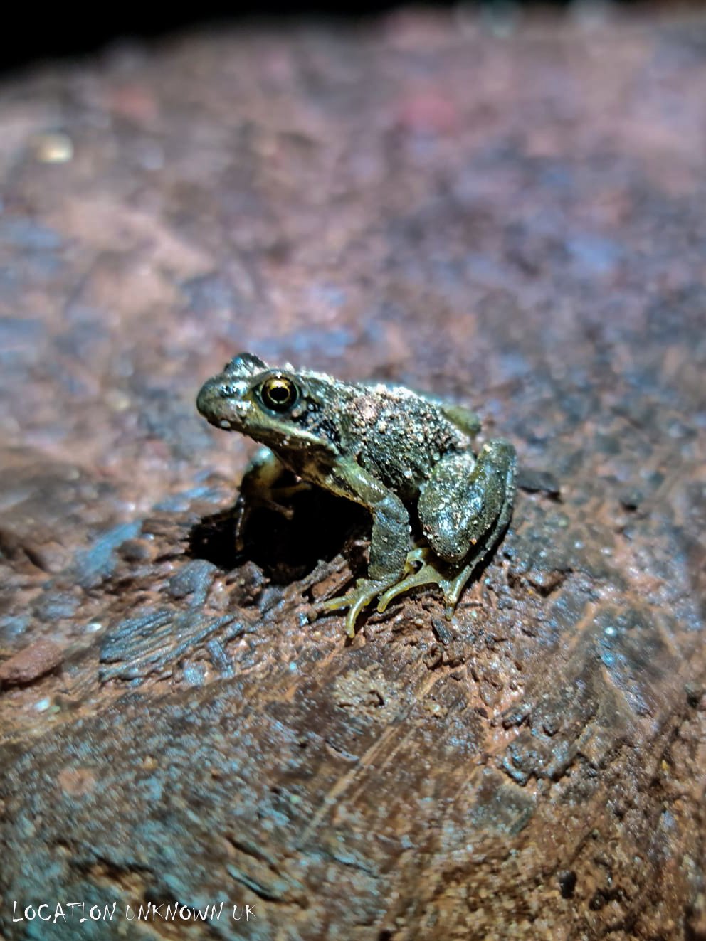 Underground dweller.