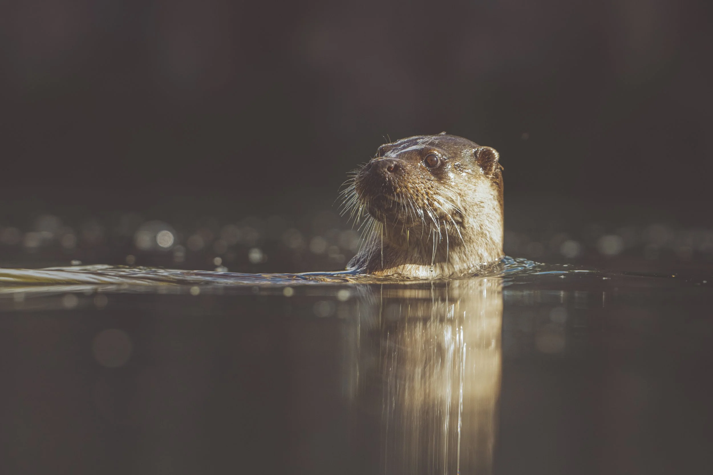 ottersDSC_5979-Edit.jpg