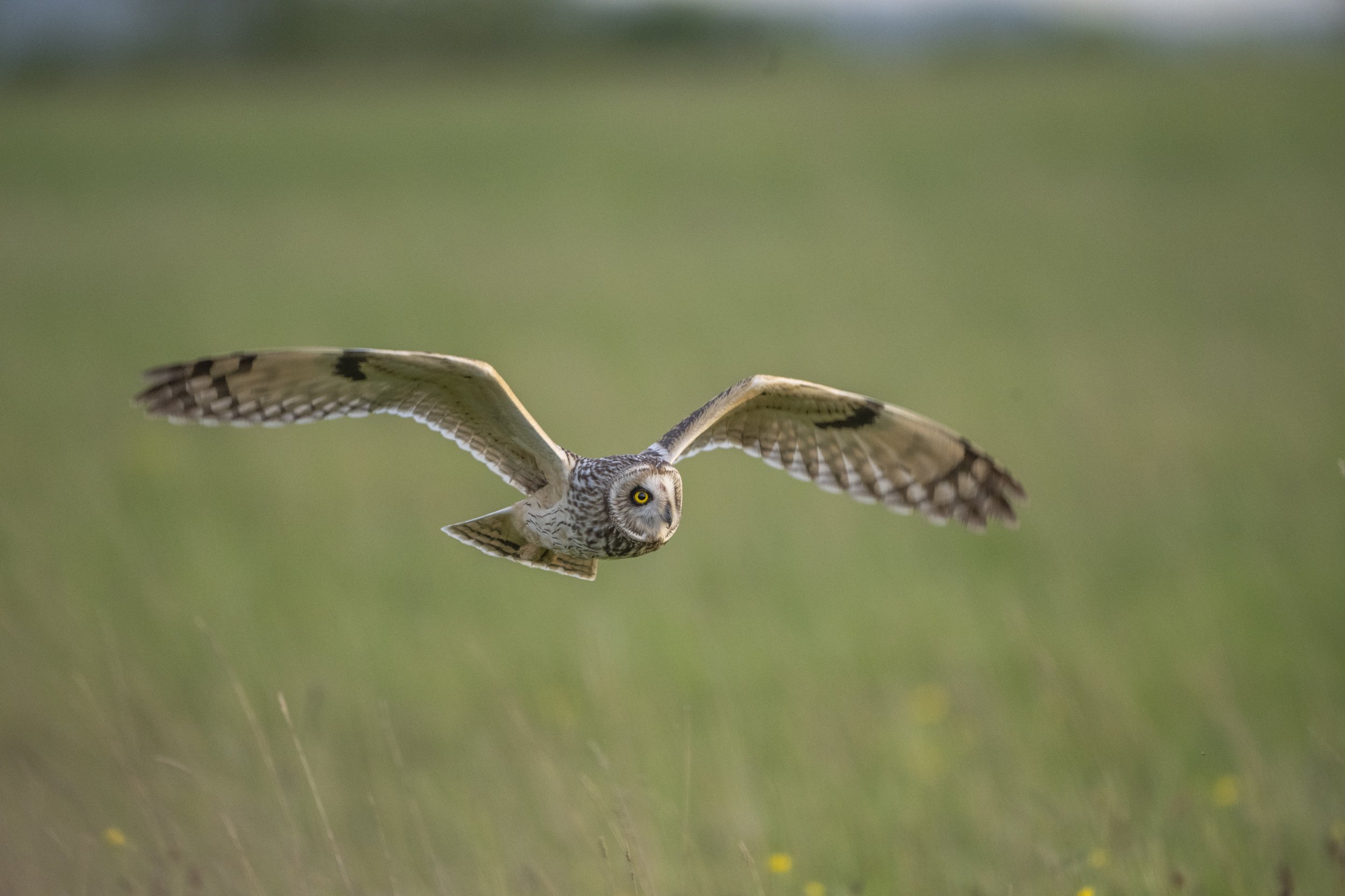 The Cult of Short Eared Owls & Social Media